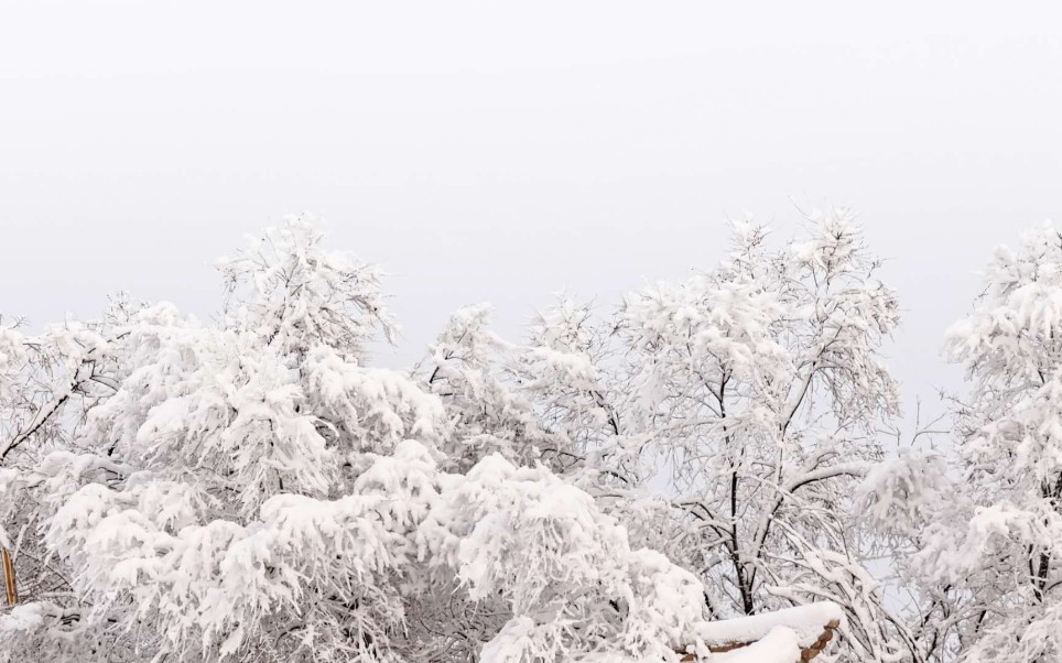 [图][雪景]忽如一夜春风来，千树万树梨花开