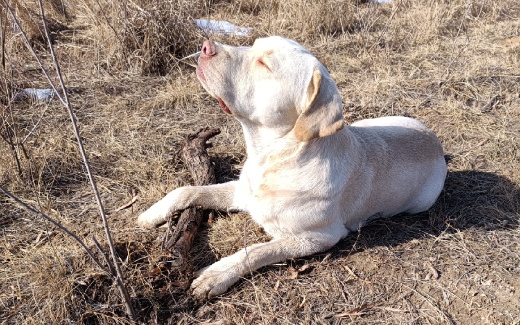 拉布拉多 挑战羊头