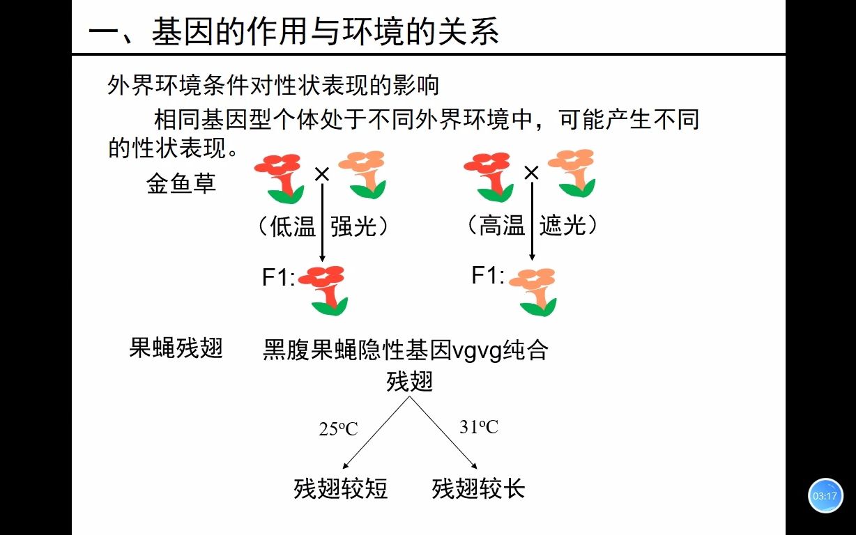 4.1环境的影响与基因的表型效应哔哩哔哩bilibili