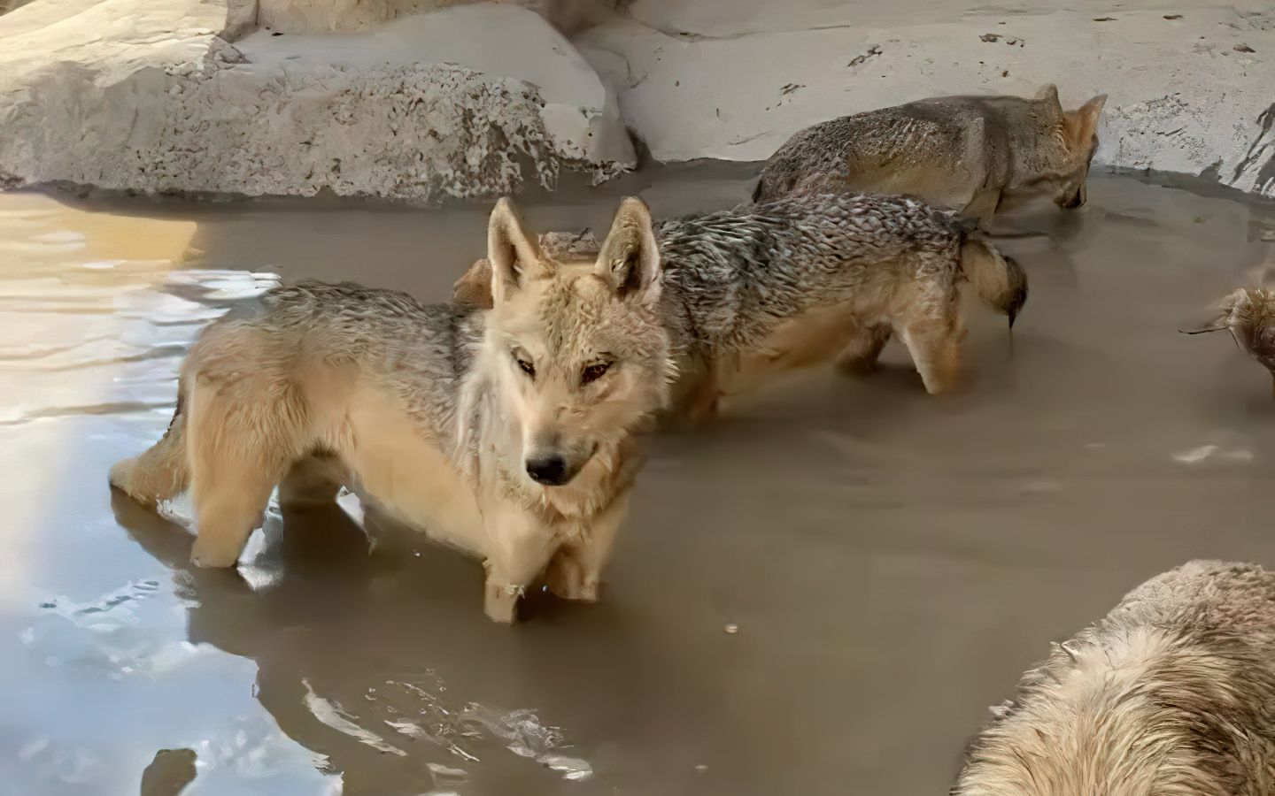 【转载】21年7月16号"我在新疆养狼"直播录像