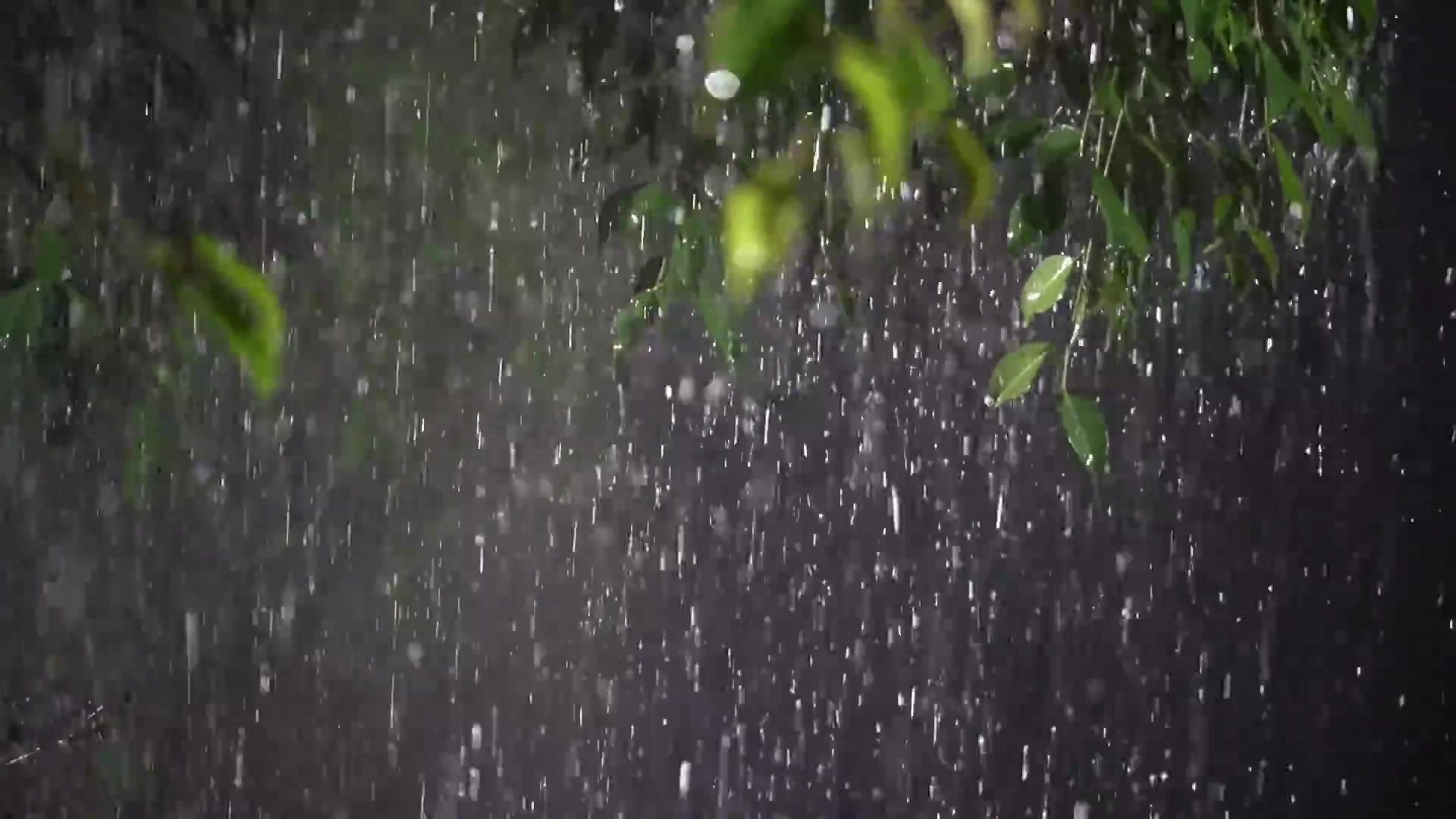 下雨森林壁纸图片