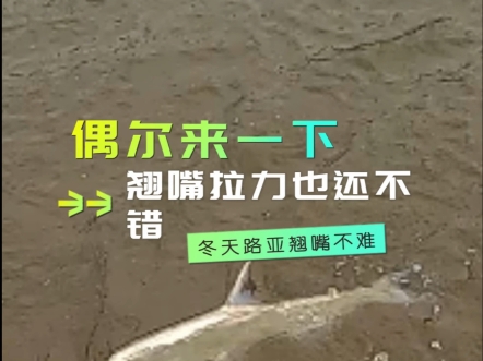 冬季翘嘴真暴躁#路亚野钓 #翘嘴 #路亚翘嘴