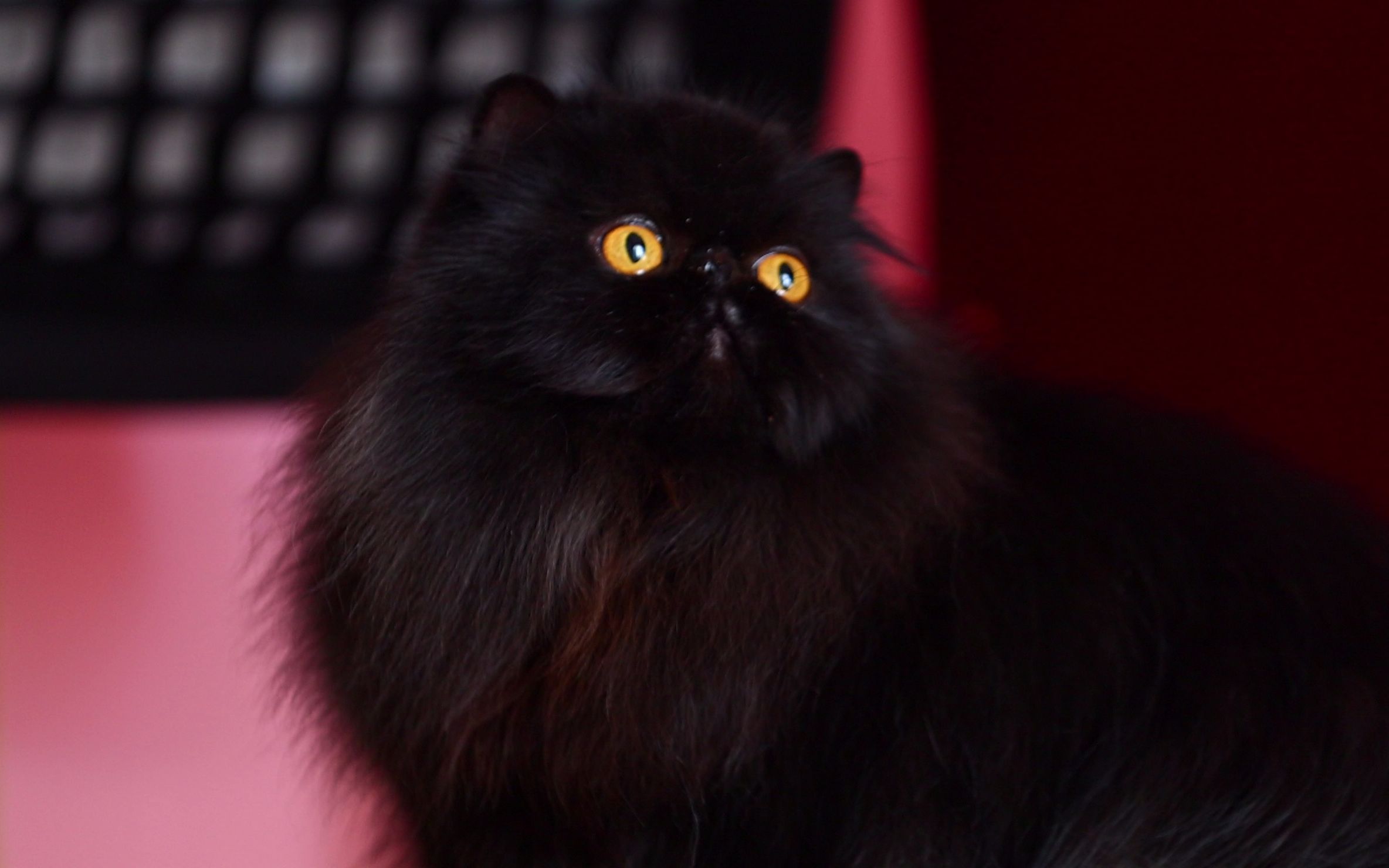 黑色长毛猫的品种图片