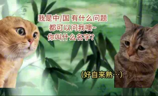 Download Video: 【极东/猫meme】关于我在竹林里散步被陌生人捡回家这件事……