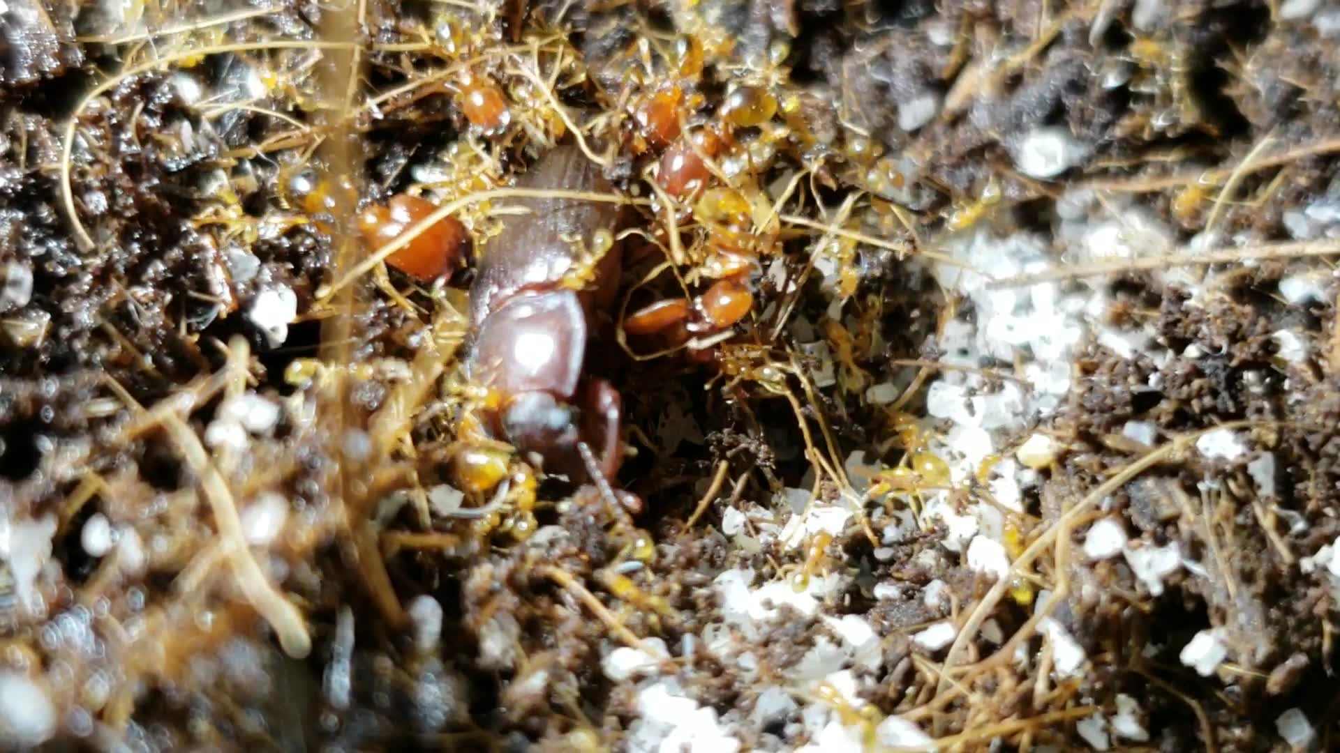 黑沟巨首蚁捕食黄粉甲_哔哩哔哩_bilibili