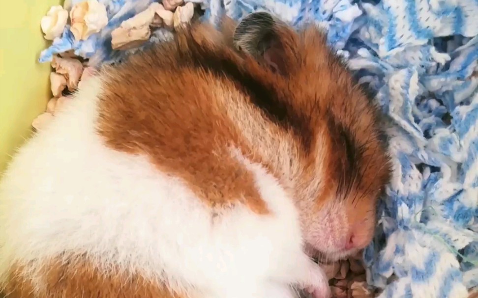 【虎纹金丝熊妹妹】睡觉被吵醒哈哈哈_哔哩哔哩 (゜-゜)つロ 干杯