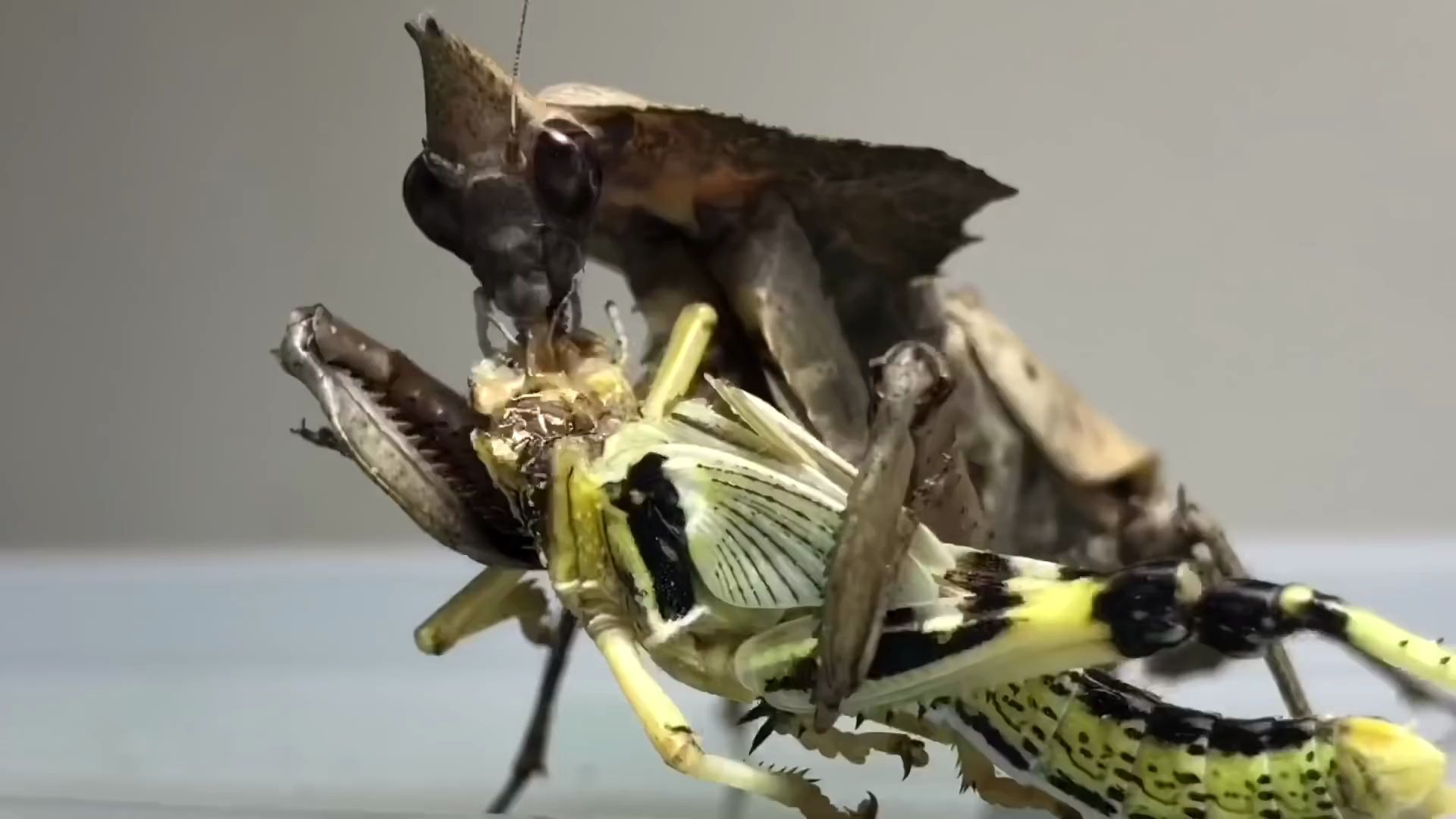 螳螂吃大蝗虫!(3小时快进)