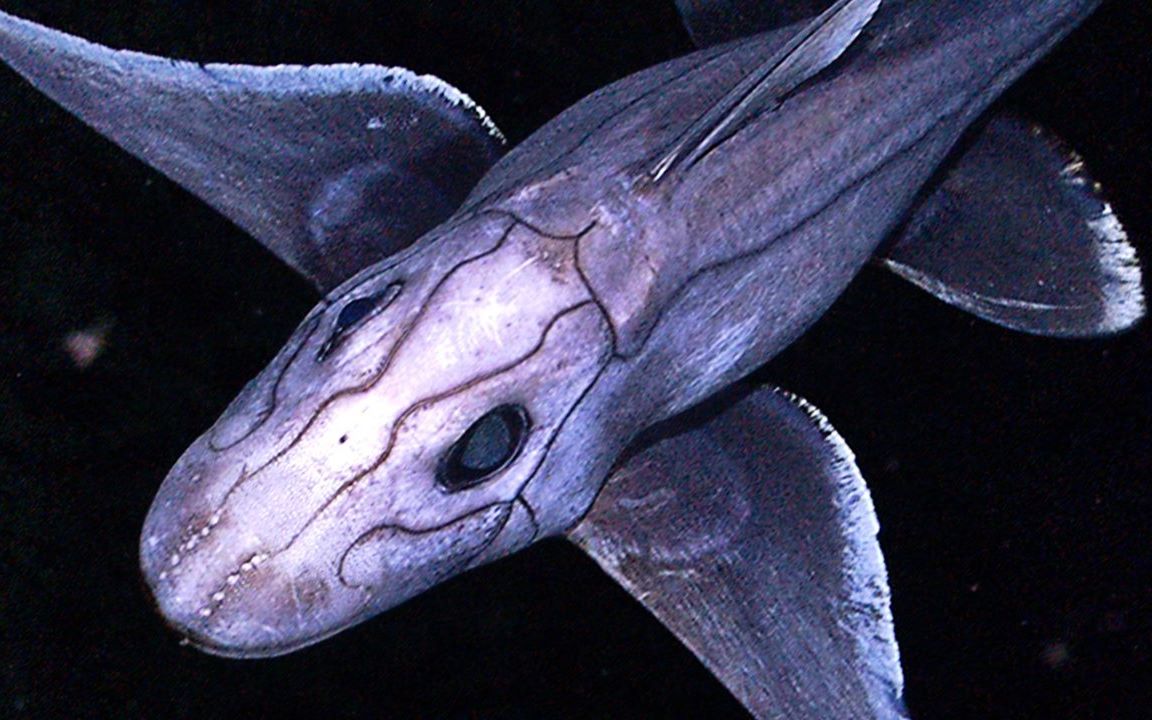 【幽灵鲨】罕见钓到幽灵鲨 发现竟然进化出鱼腿!