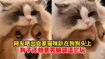 Download Video: 猫狗双全是一种什么体验？网友晒家中猫猫趴在狗狗头上发呆，实在太可爱了！