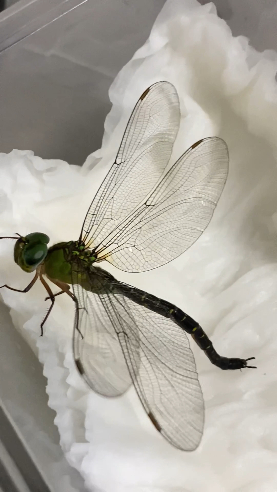 日本长尾蜓产卵