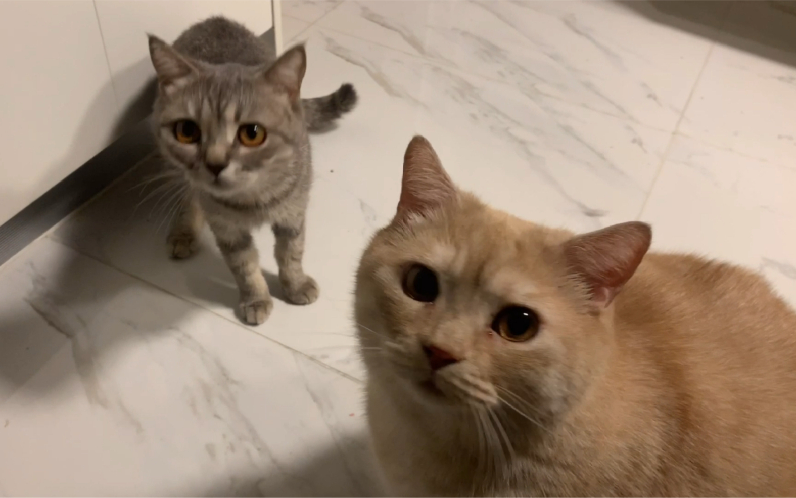 不要生气不要生气生气给猪猫留余地