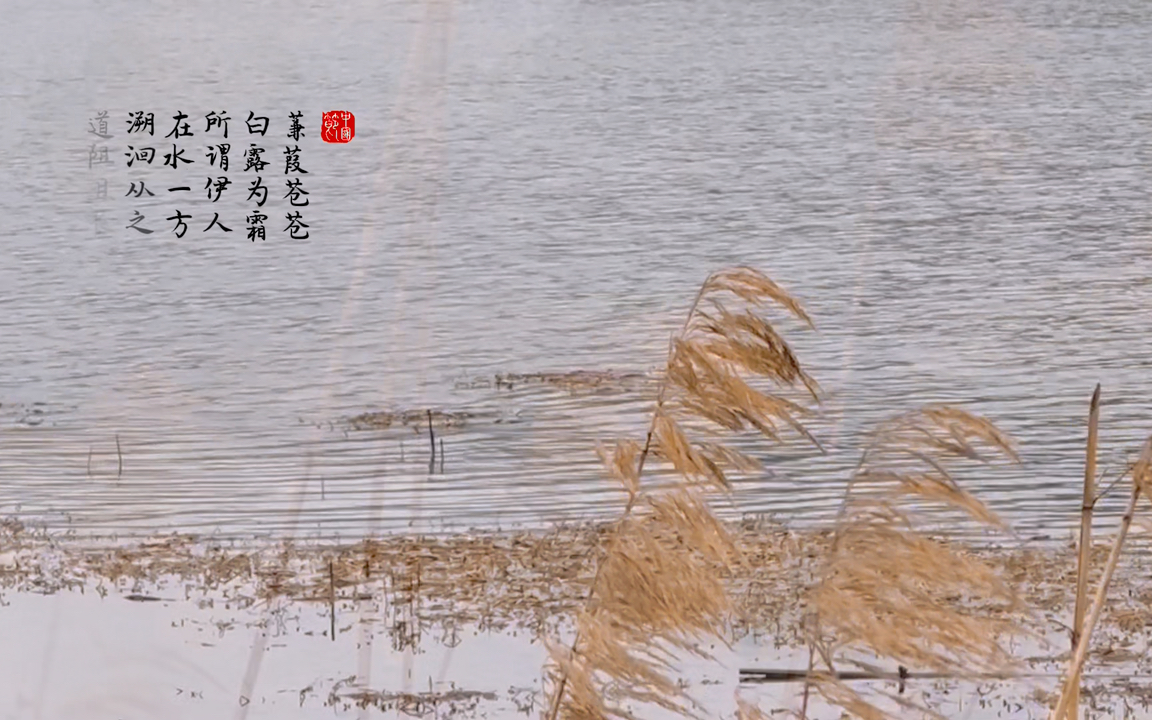 "蒹葭苍苍,白露为霜;所谓伊人,在水一方"