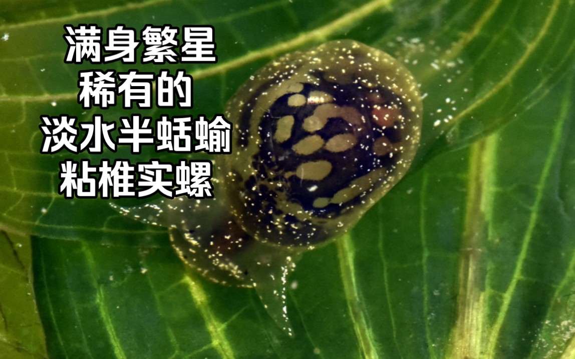 满身繁星,极稀有的淡水半蛞蝓椎实螺:粘椎实螺Myxas glutinosa【睡前软体动物学329】哔哩哔哩bilibili