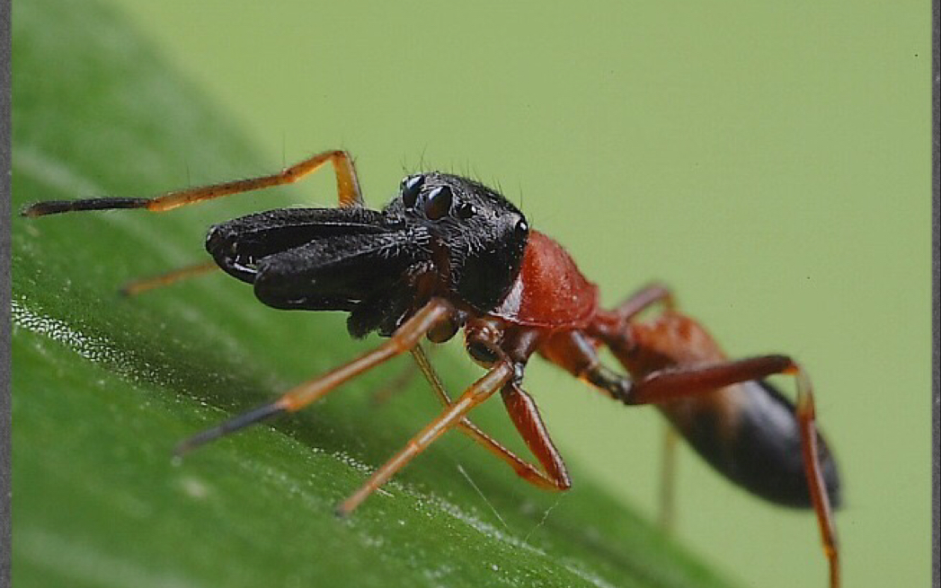 一种拟态红黑细长蚁的蚁蛛的求偶过程_哔哩哔哩 (゜-゜)つロ 干杯
