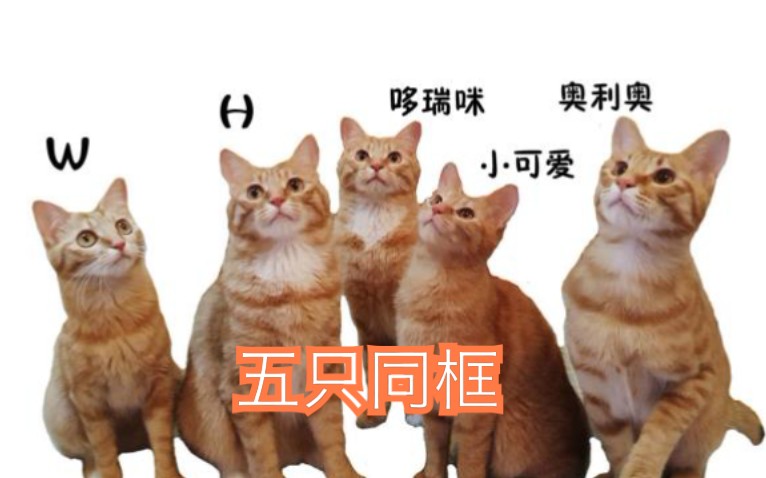 五只橘猫:五只同框太美了吧哔哩哔哩bilibili