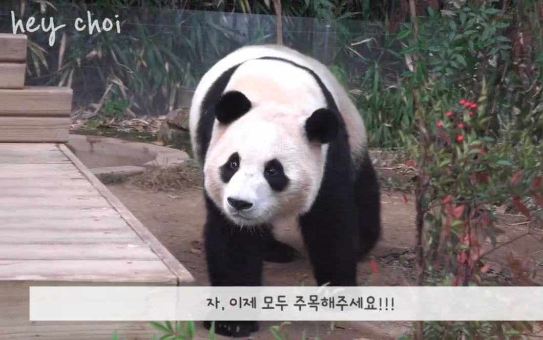 大熊猫福宝华妮园欣 可爱的三口之家 220125