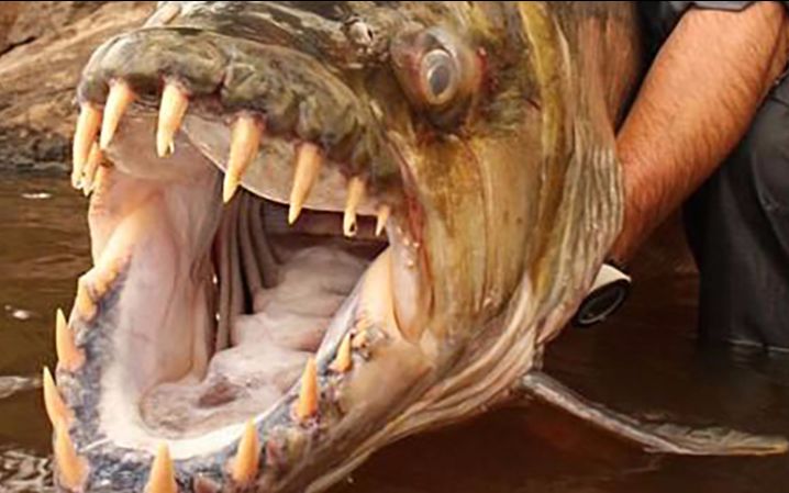 什么是非洲最受欢迎野味?