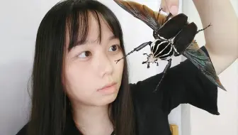 世界上体型最大的金龟子，堪比麻雀，做成标本跟手办一样【大王花金龟】