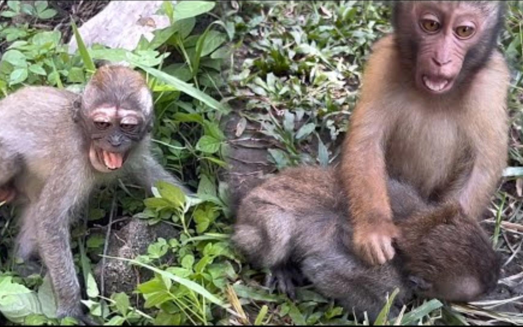 糊糊仙人 猴宝drew和corn被stelinka咬了