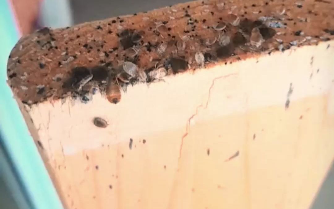 广东深圳工厂宿舍床板全是臭虫