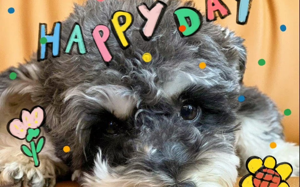 9生日快乐呆米呆米,甜心哈尼,活粉一万六,罐罐得管够,活粉一万七,披荆