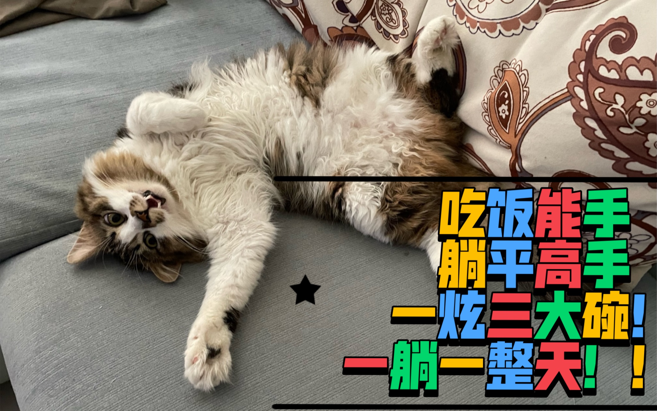 躺平萌到铲屎官,明儿炫猫粮一整天!