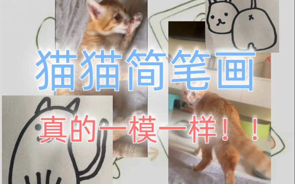 猫猫简笔画,真的一模一样!!哔哩哔哩bilibili