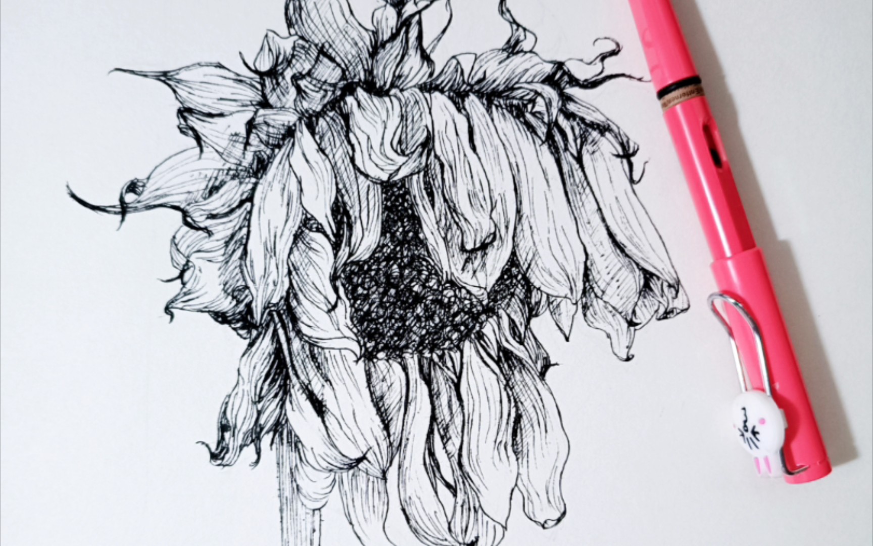 绘画过程手绘单笔画枯萎的向日葵