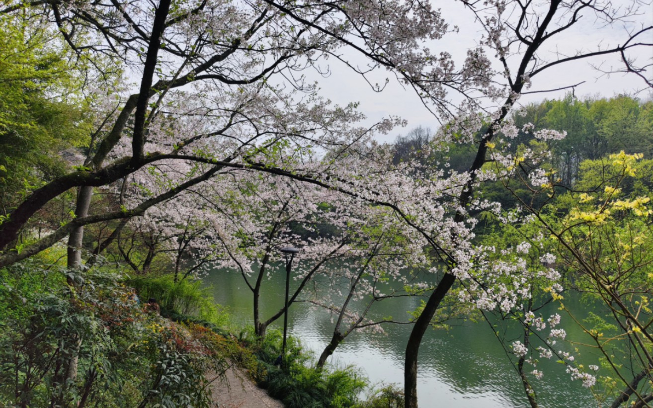 一起走花路 杭州烏龜潭 小眾景點 春日賞櫻花