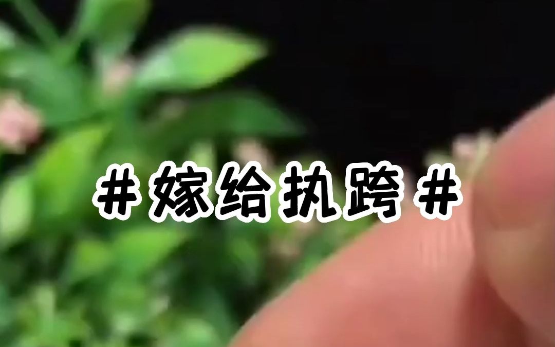 知乎推文《嫁给执跨》哔哩哔哩bilibili