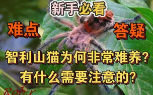 下载视频: 智利山猫，世界最奇特的捕鸟蛛，据说完全养不活很容易死？历时114514秒搜集大量资料并与专业人士交流，助你更好的养活这个品种，新手必看