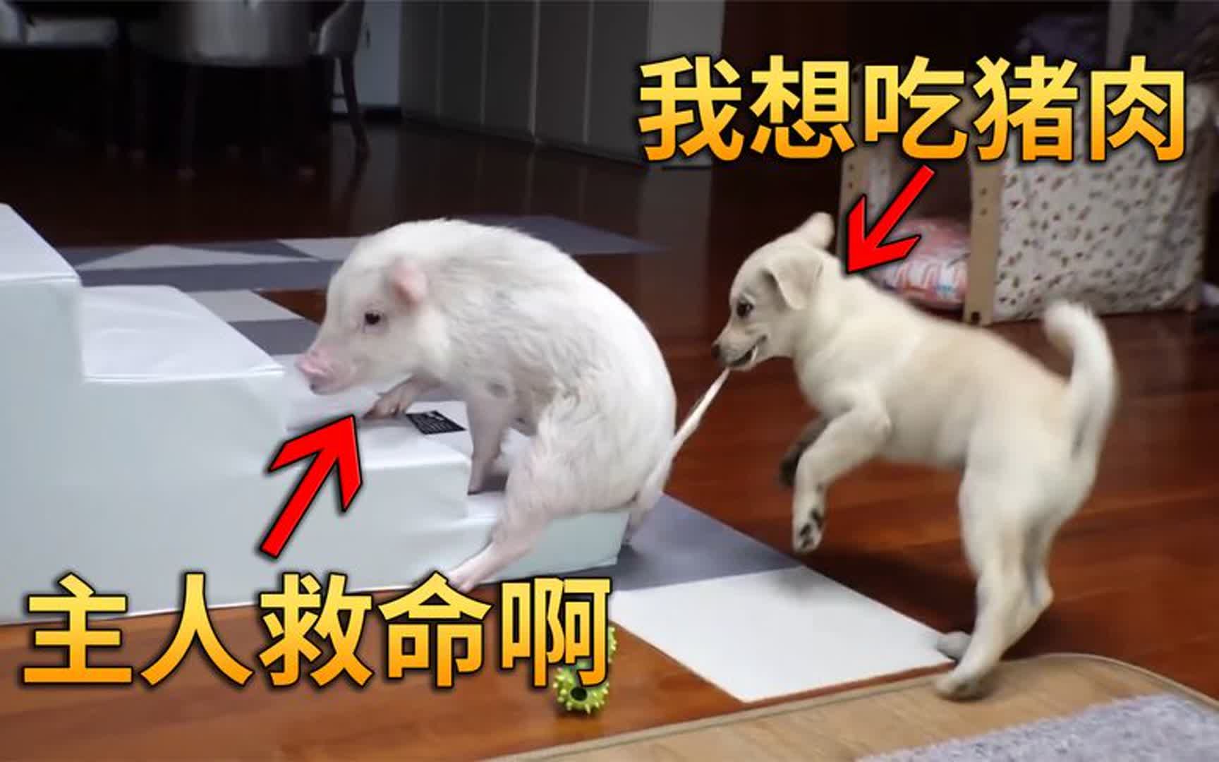 主人养了一只宠物猪,家里的狗却追着它咬肉吃,最后得知原因
