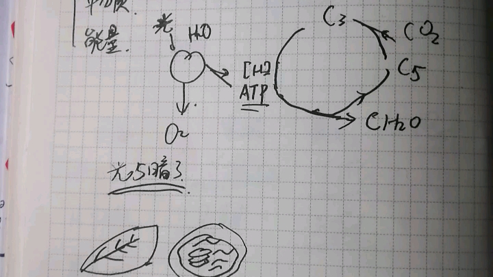 光合作用简述哔哩哔哩bilibili