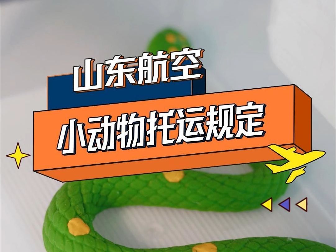 想带您的“小伙伴”一起去旅行吗?一定提前了解关于小动物托运的规定哦~哔哩哔哩bilibili