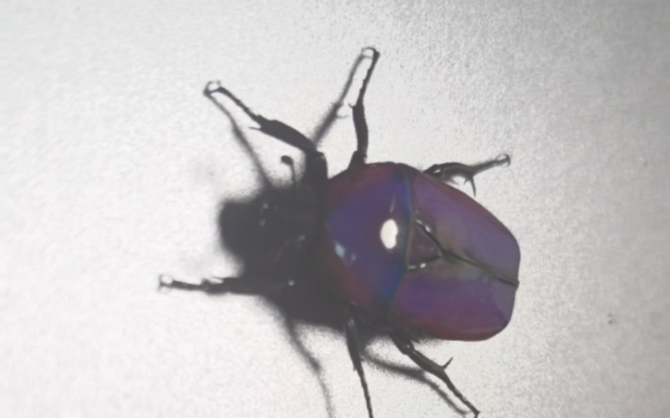 非洲阔花金龟 紫色的甲虫