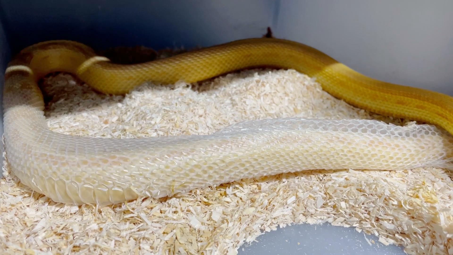 玉米蛇#牛油直线#蛇蜕皮#我回归b站