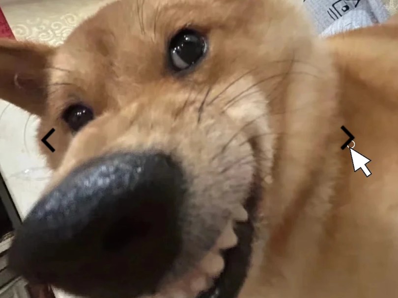 谁家的狗快来认领