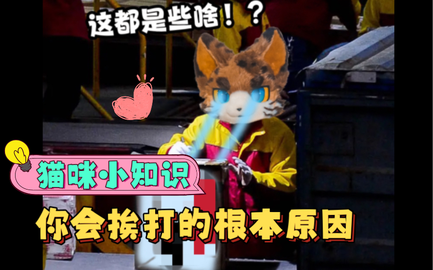 【furry整活】肥猫表情包合集 迫害的恶魔 即将迎来终结哔哩哔哩bilibili