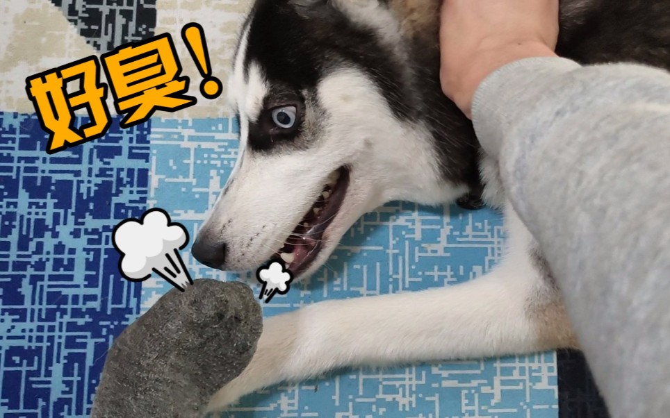 主人拿臭脚给二哈闻结果二哈开口就是咬