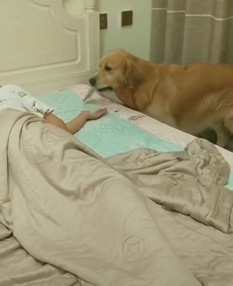 网友假装睡觉,偷拍他家的金毛