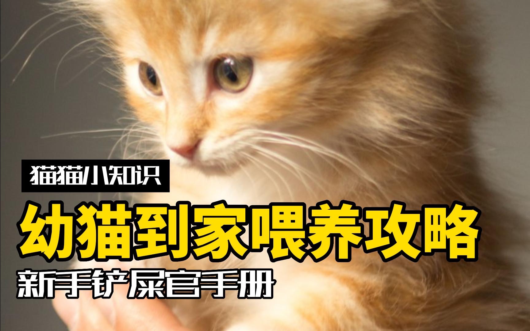 养猫需要做哪些准备?这些细节不要忽略哔哩哔哩bilibili