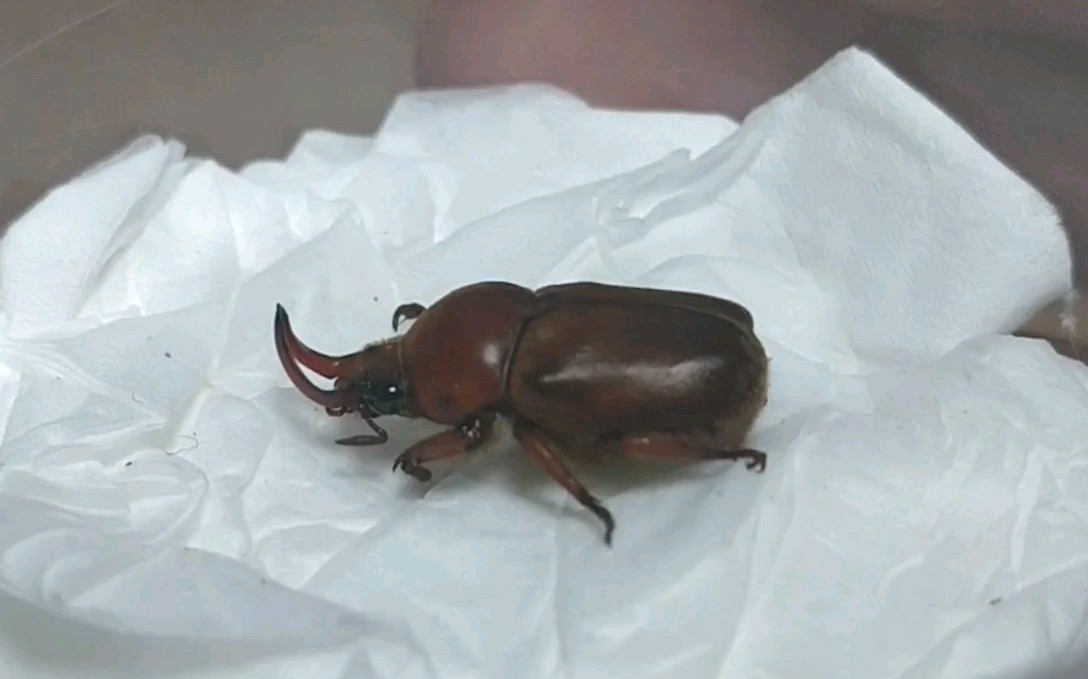 活动  超可爱小虫子,岭南产红牙牙金龟!