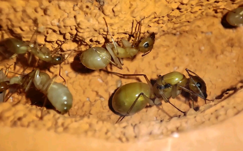 全黄弓背蚁过完冬的第一餐