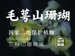 Download Video: 这种兰科植物，我猜很多人都没见过它。