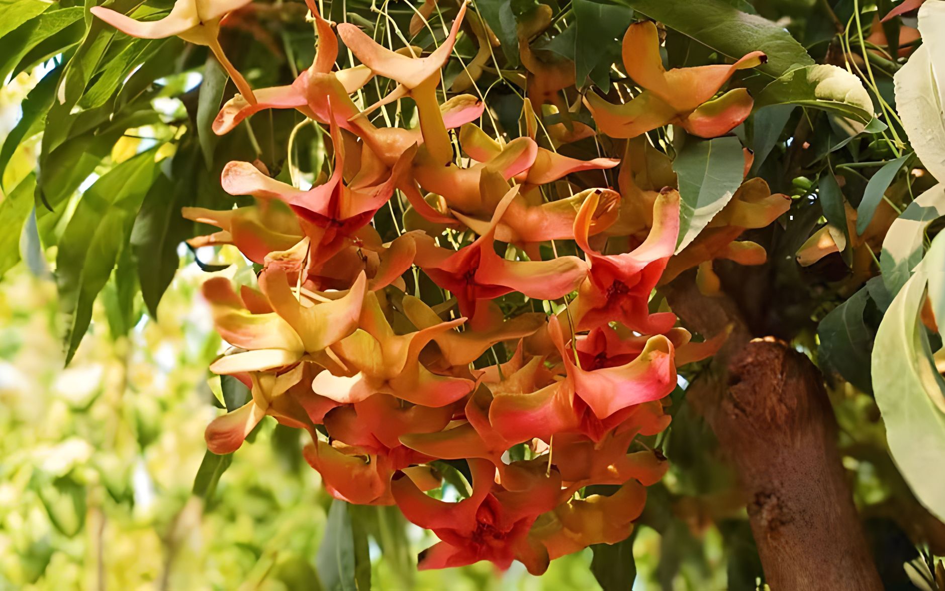 十月是金丝吊蝴蝶最美的季节