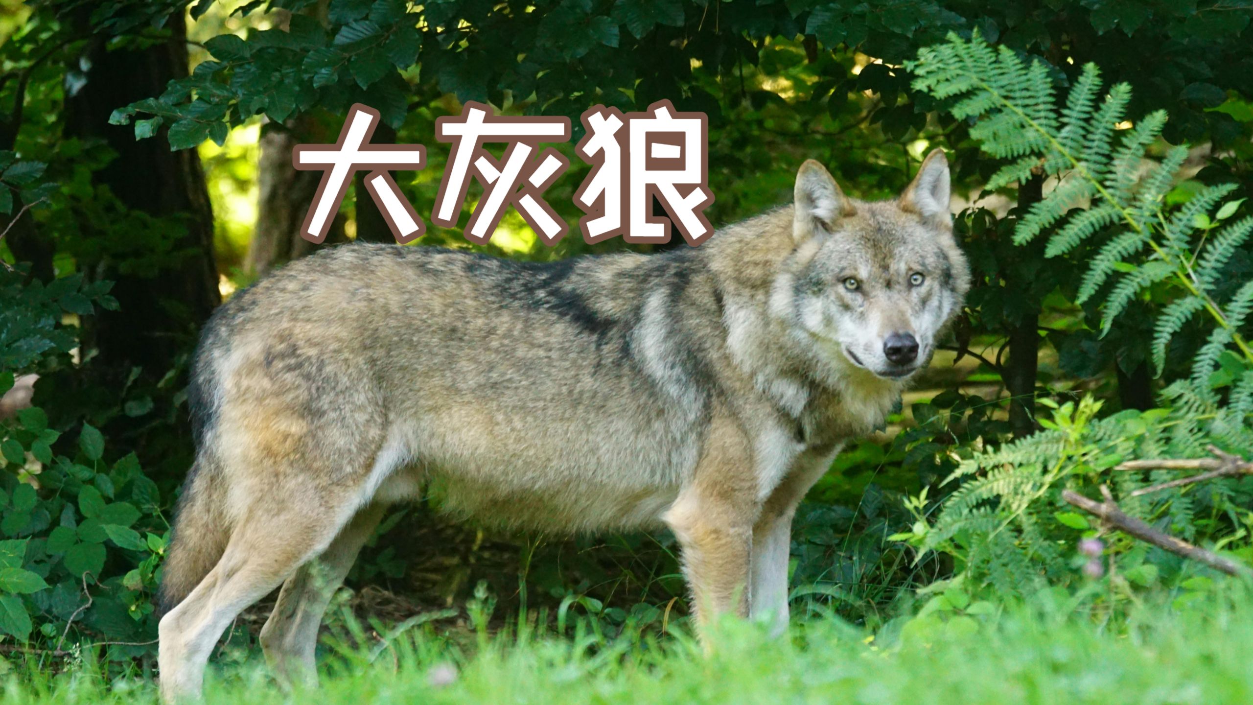 【国家地理 科普101系列】Wolves 狼