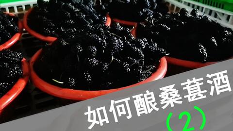 如何在家做桑葚酒 2 专业桑葚酒酿酒工艺大揭秘 原材料改良 糖度和酸度的调整 哔哩哔哩 如何在家做桑葚酒 2 专业桑葚酒酿酒工艺大揭秘 原材料改良 糖度和酸度的调整 哔哩哔哩