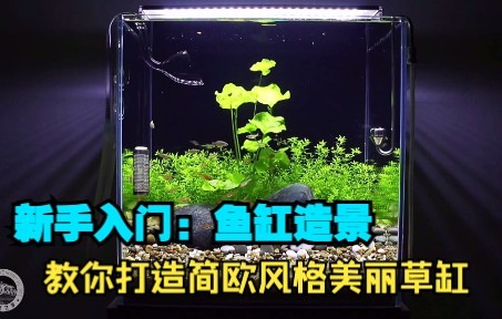 新手入门,鱼缸造景教学:教你打造简欧风格的美丽草缸哔哩哔哩bilibili