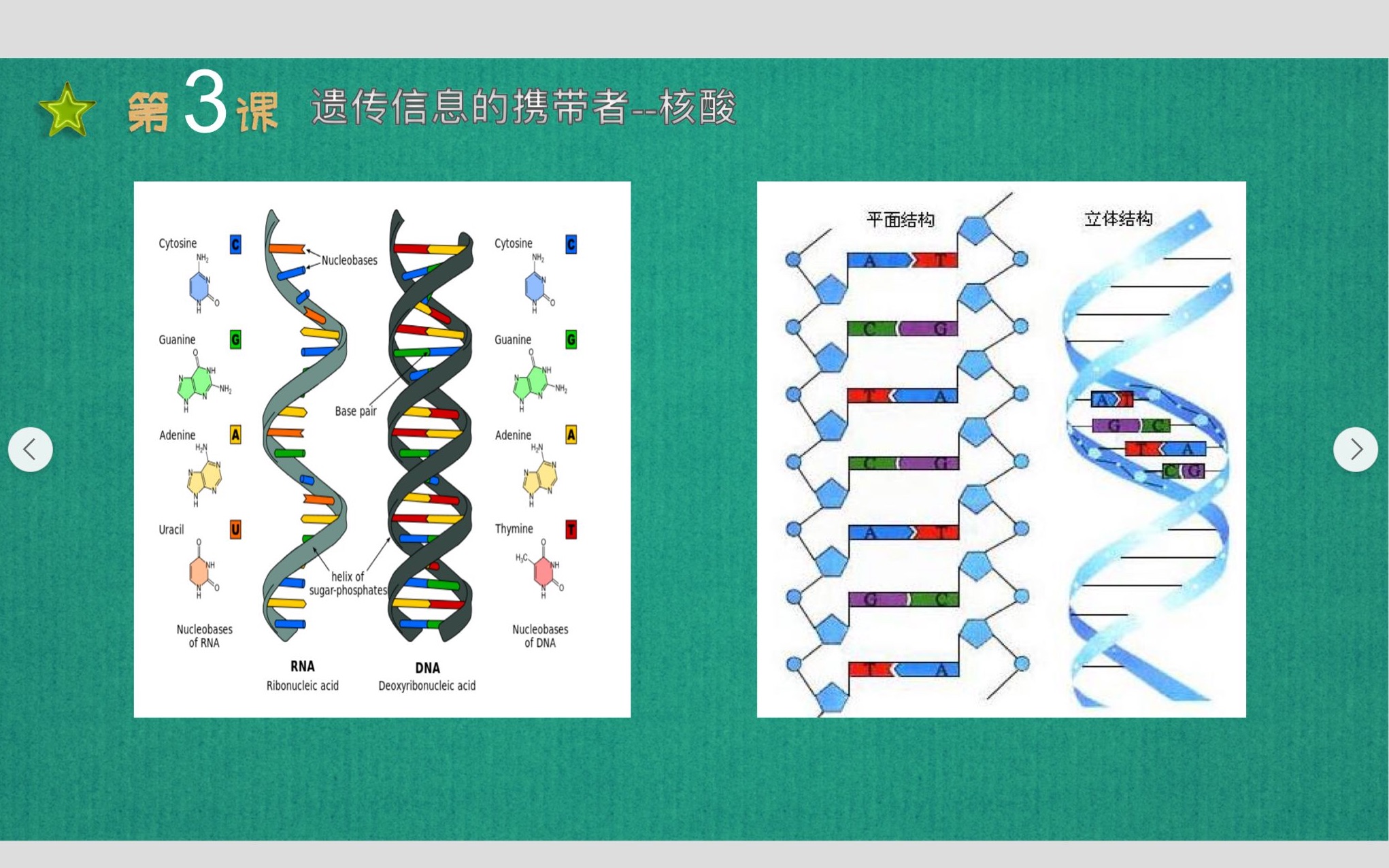 [图]必修一第二章第三节：遗传信息的携带者—核酸