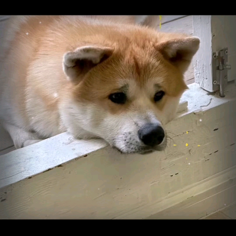 今天是疲惫小狗狗